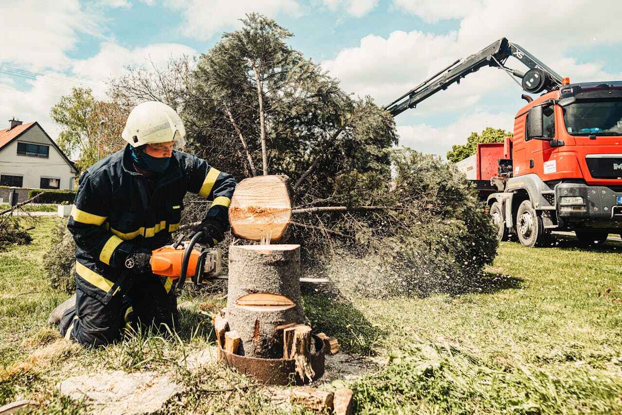 Atmore, AL Tree Service Company